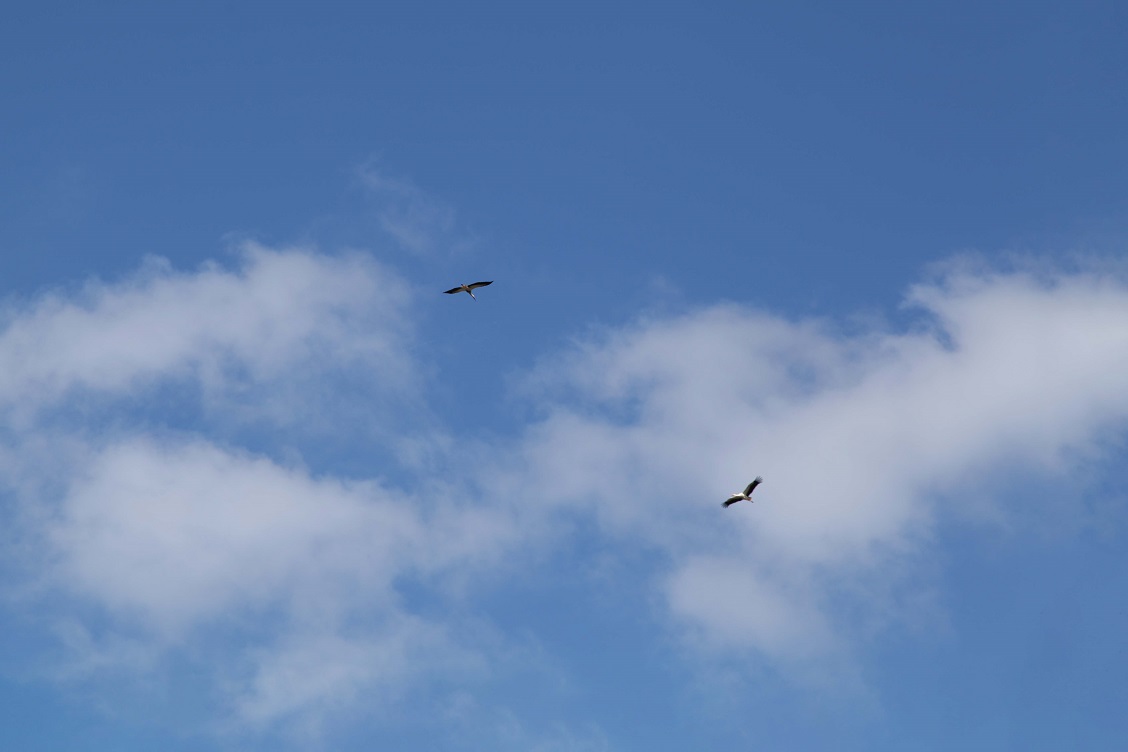 ooievaars-vliegen-blauwe-lucht